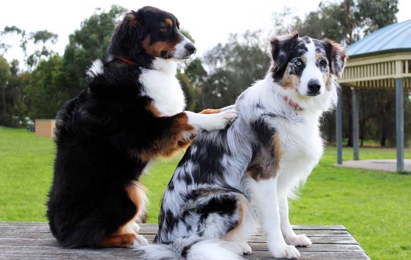 masaje de perros