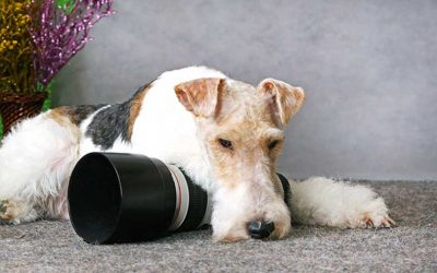 Síntomas de envenenamiento animal. El procedimiento de actuación