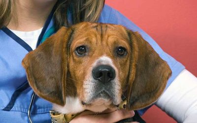 Diferencias entre fisioterapia y rehabilitación veterinaria
