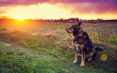 Calendario de vacunación del perro