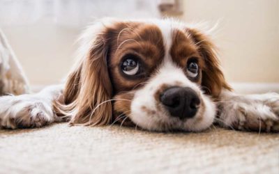 Cómo educar al perro. Bases de la educación canina