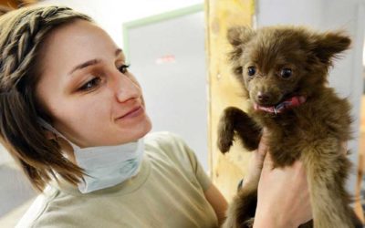 Funciones del auxiliar técnico de veterinaria