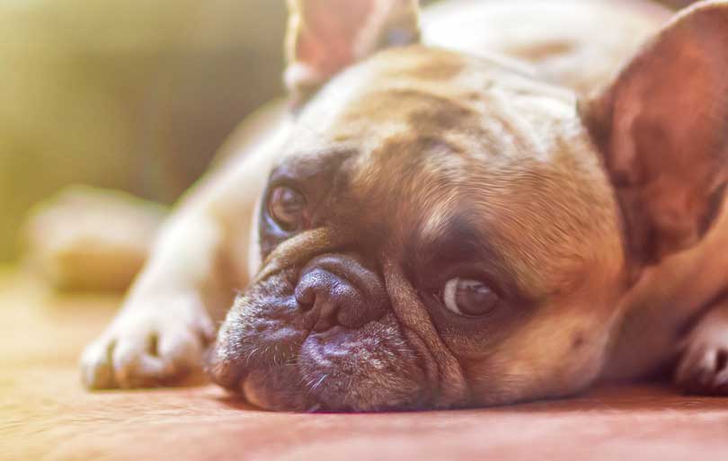 rehabilitación de la artrosis en perros
