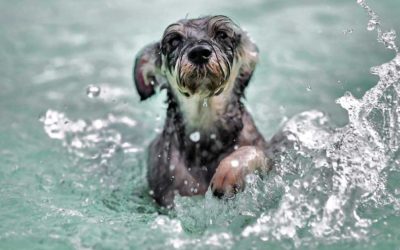 Hidroterapia veterinaria. Rehabilitación en el agua para perros y gatos