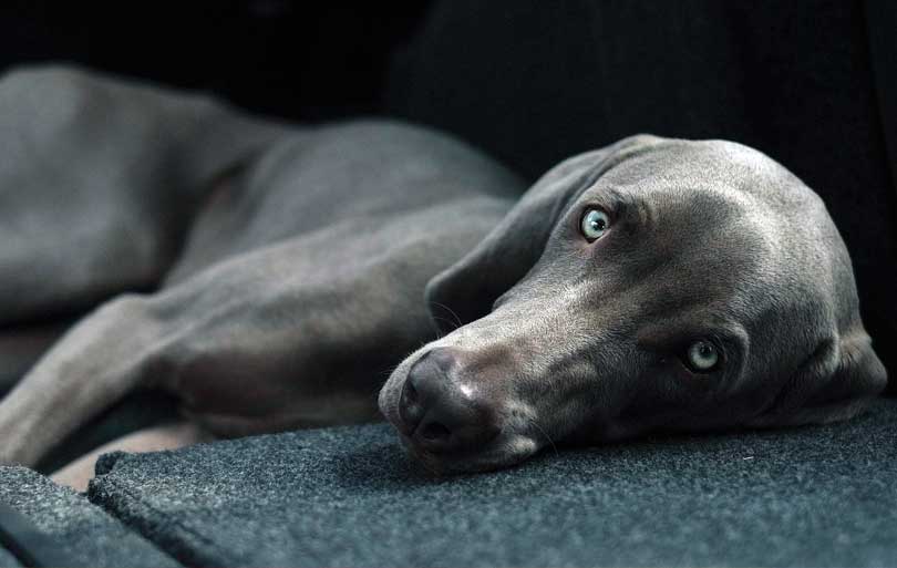 ¿Qué es la displasia de cadera en perros?