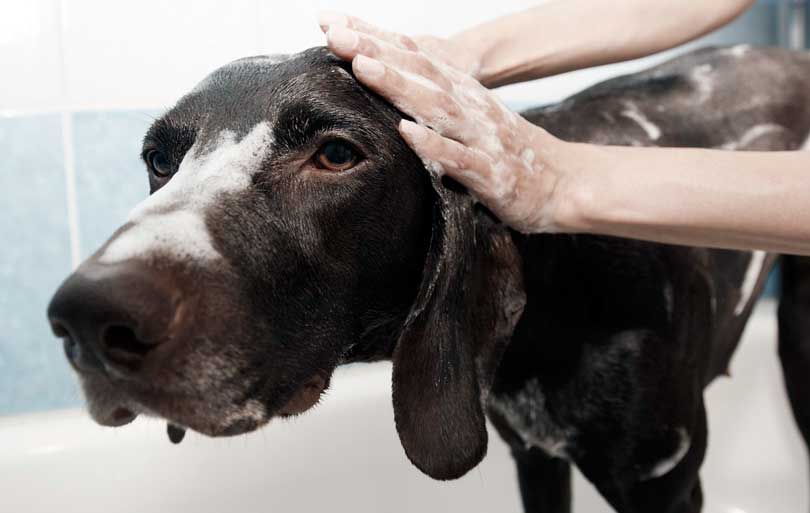 Pérdida de pelo en mascotas. Causas y tratamientos
