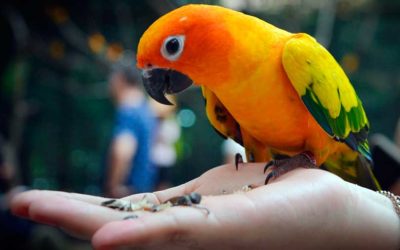 Manejo de aves en la consulta veterinaria