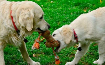 ¿Qué es la etología canina?