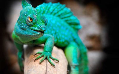 Principales patologías de los reptiles que acuden a la clínica