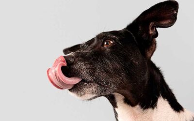Las estereotipias caninas, comportamientos repetitivos