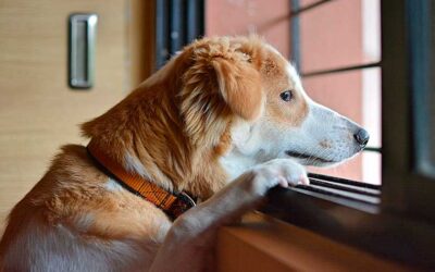 La ansiedad en los perros por separación