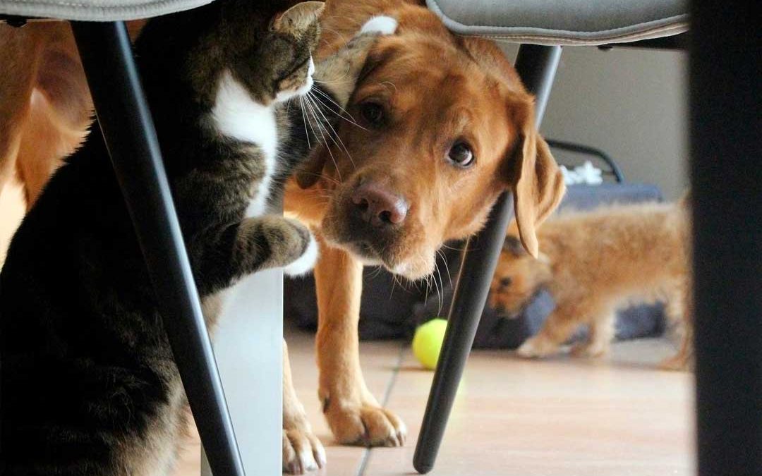 primeros auxilios en perros y gatos