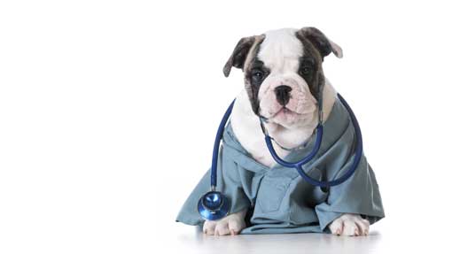 curso de enfermería veterinaria