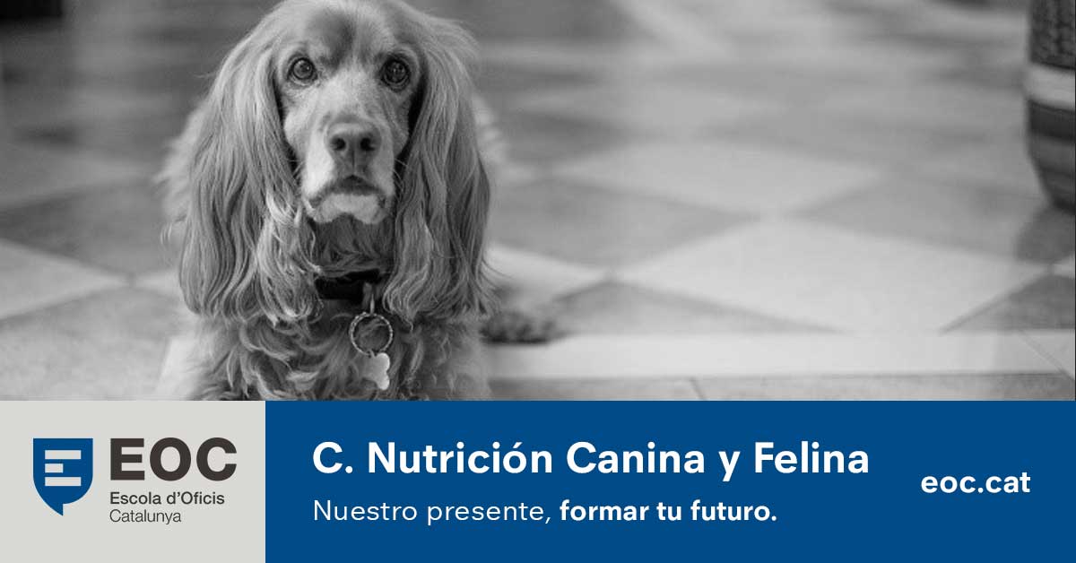 Curso de Nutrición canina y felina