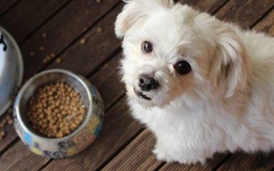 La nutrició en gossos, conceptes generals