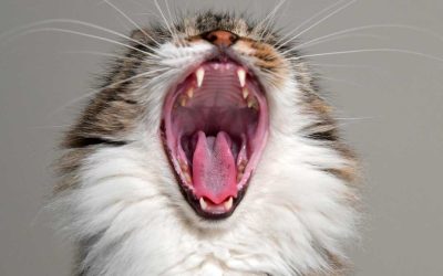 La dentició felina. Com són les dents dels gats?
