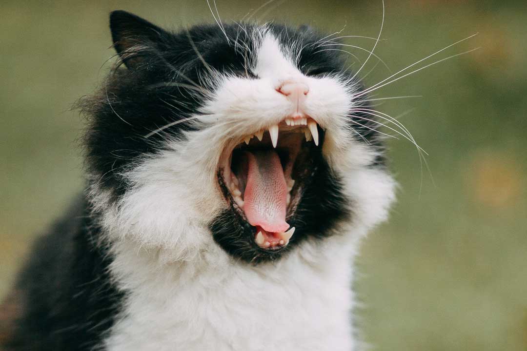 dientes gato