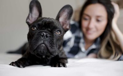 Las emociones de los perros, aprende a interpretarlas