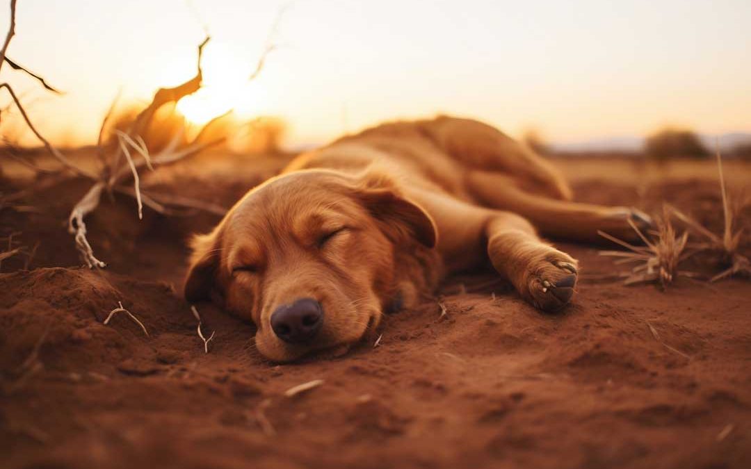 Golpe de calor en perros y gatos. Síntomas y primeros auxilios