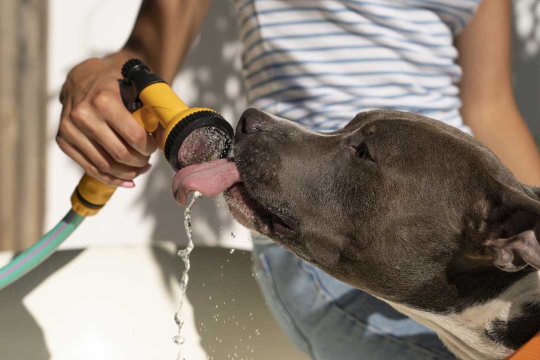 primeros auxilios ante un golpe de calor en perros o gatos