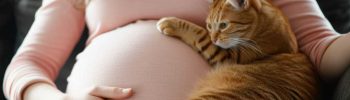 gatos y embarazo riesgo