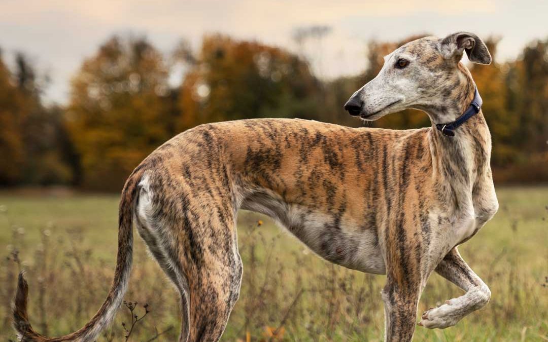 razas de perros de España