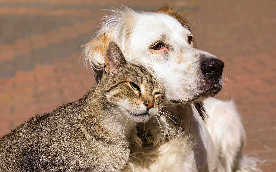 cuánto vive un perro