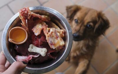 ¿Qué es la dieta BARF exactamente?