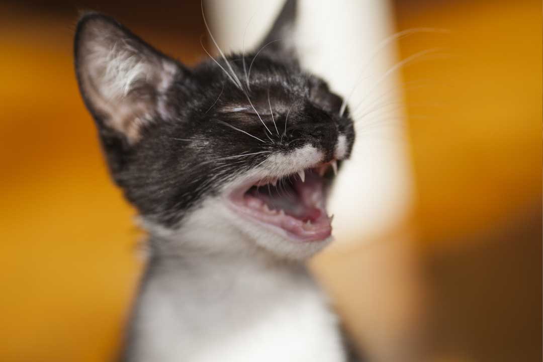 estrés felinos