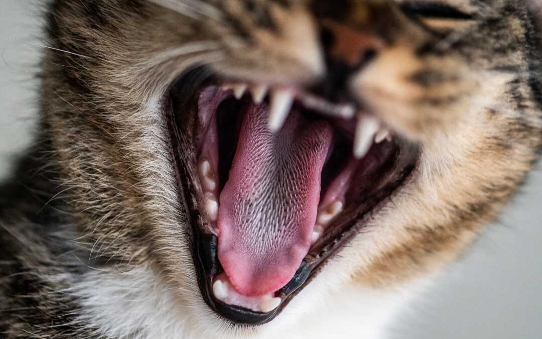 estrés en gatos