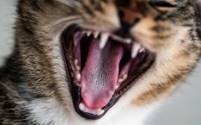 El estrés en gatos. Detéctalo y redúcelo