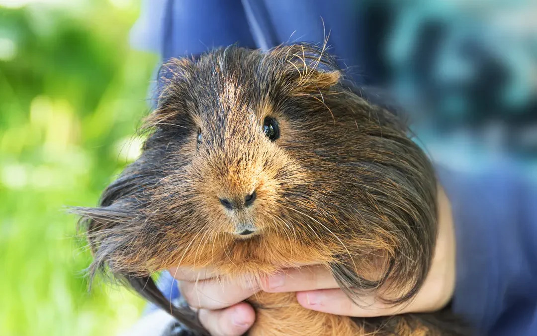 cuidados de la cobaya