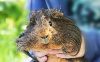 Cuidados de la cobaya. Recomendaciones veterinarias