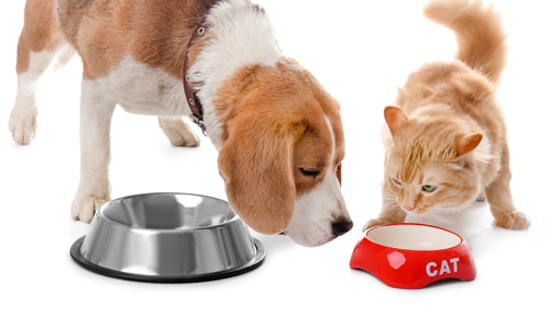 Curso de Nutrición Natural Preventiva para Perros y Gatos