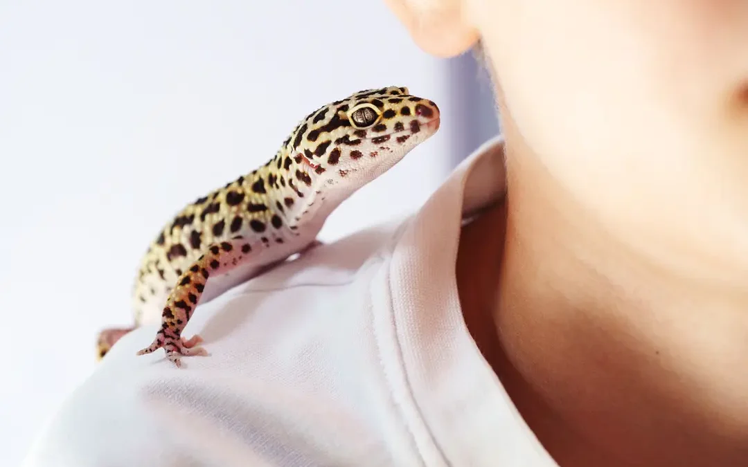 enfermedades en geckos
