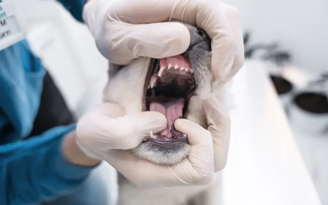 dentición canina